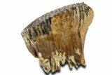 Woolly Mammoth Upper M Molar - North Sea Deposits #337190-4